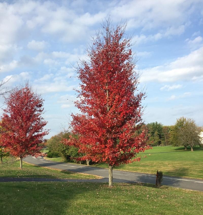 Acer X Freemanii Autumn Blaze - View 6 from www redcrocus com