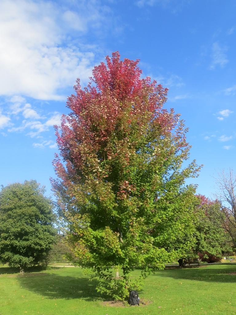 Acer X Freemanii Autumn Blaze - View 8 from www redcrocus com