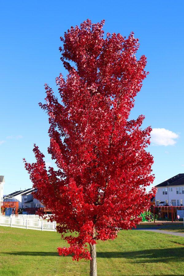 Acer X Freemanii Autumn Blaze - View 9 from www redcrocus com