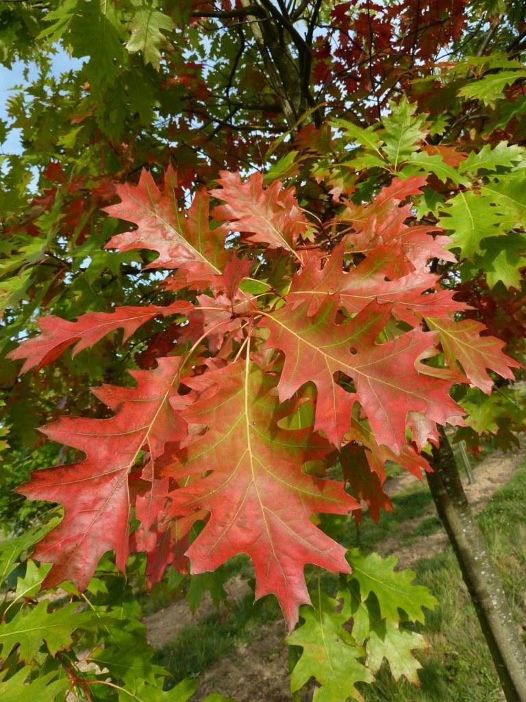Quercus Rubra - View 13 from www redcrocus com