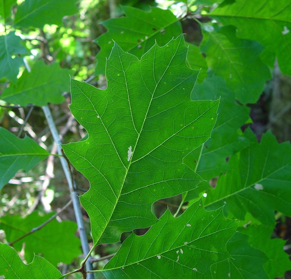 Quercus Rubra - View 14 from www redcrocus com