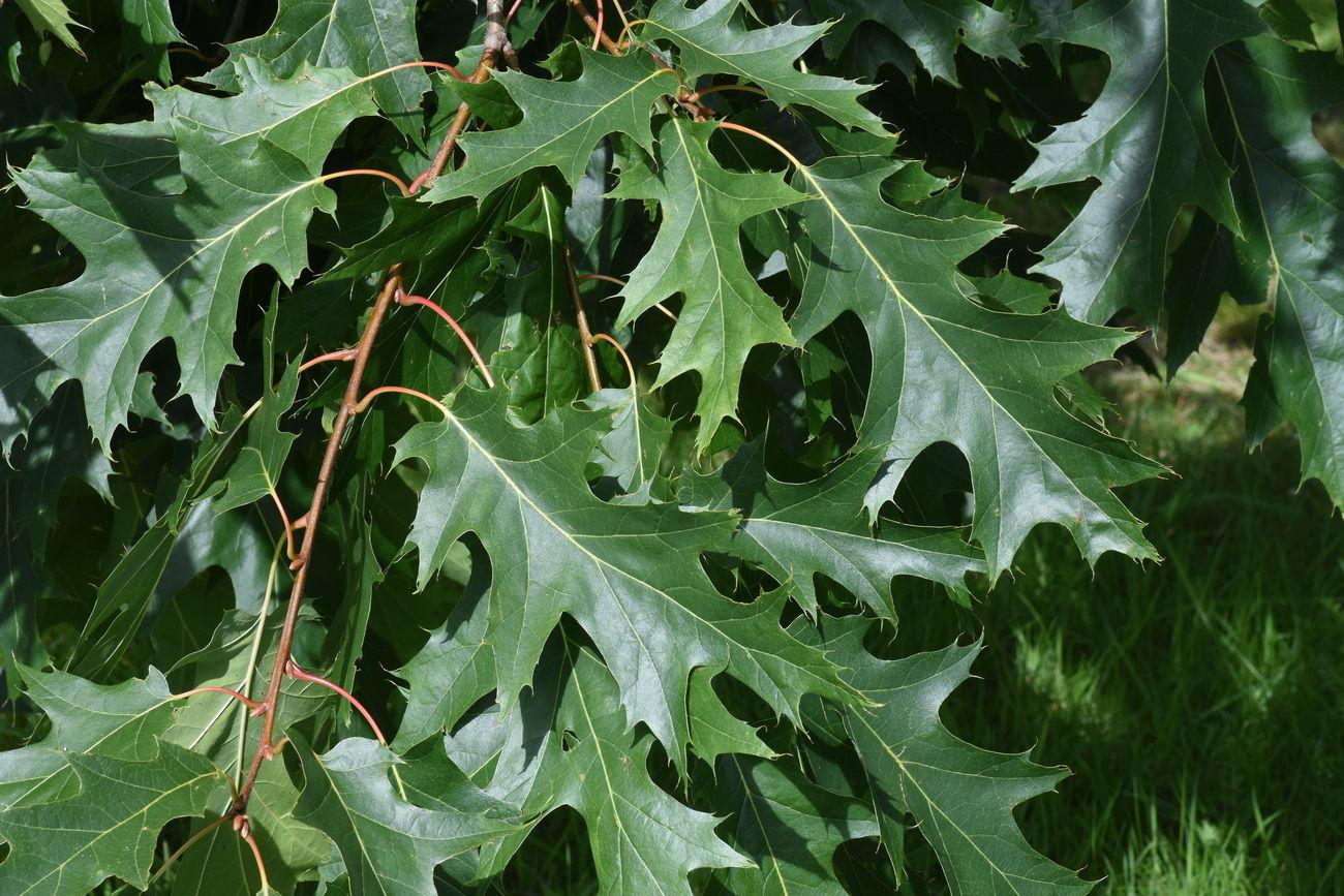 Quercus Rubra - View 15 from www redcrocus com