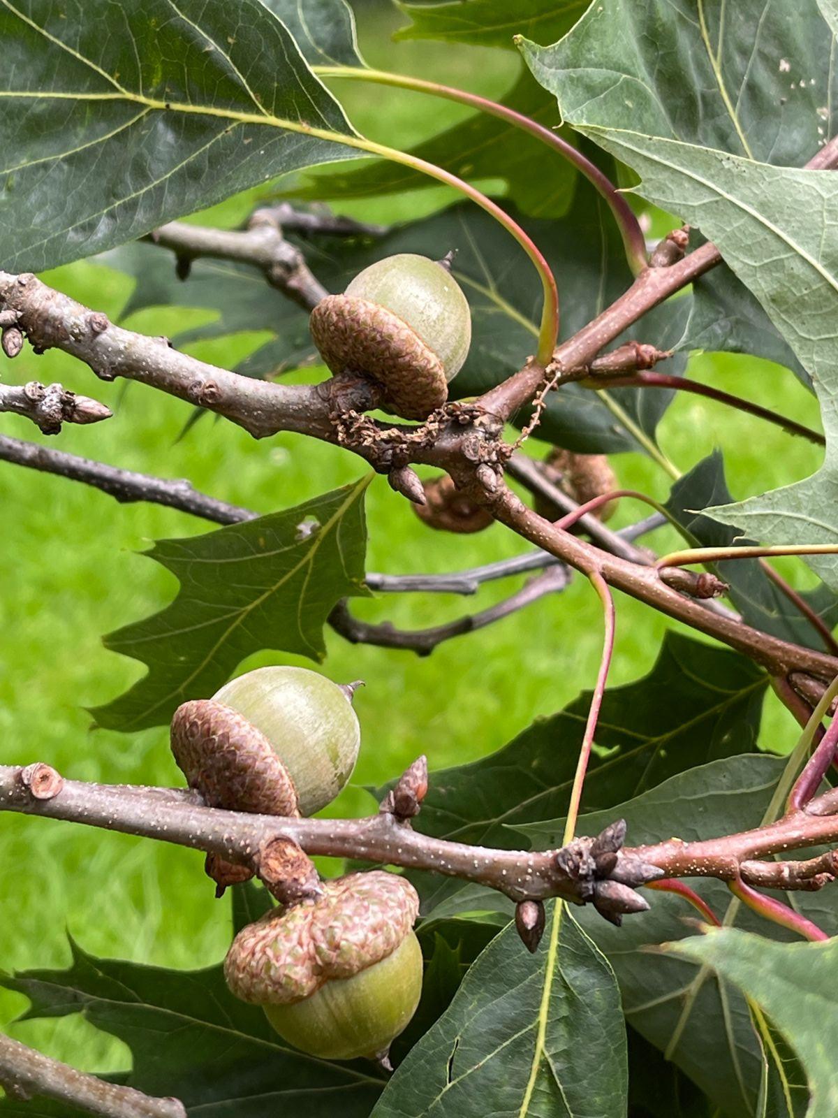 Quercus Rubra - View 16 from www redcrocus com