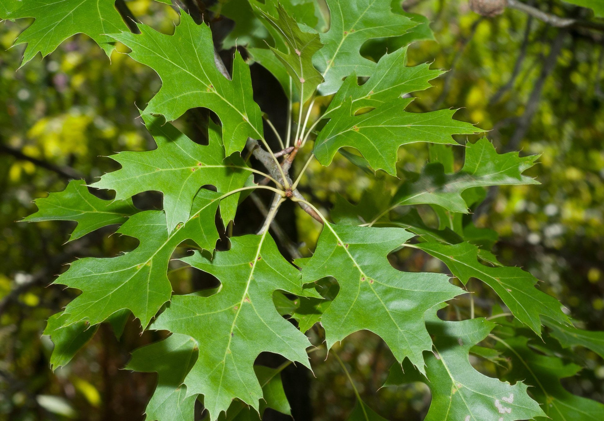 Quercus Rubra - View 1 from www redcrocus com