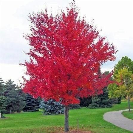 Acer X Freemanii 'autumn Blaze' - View 10 from www redcrocus com