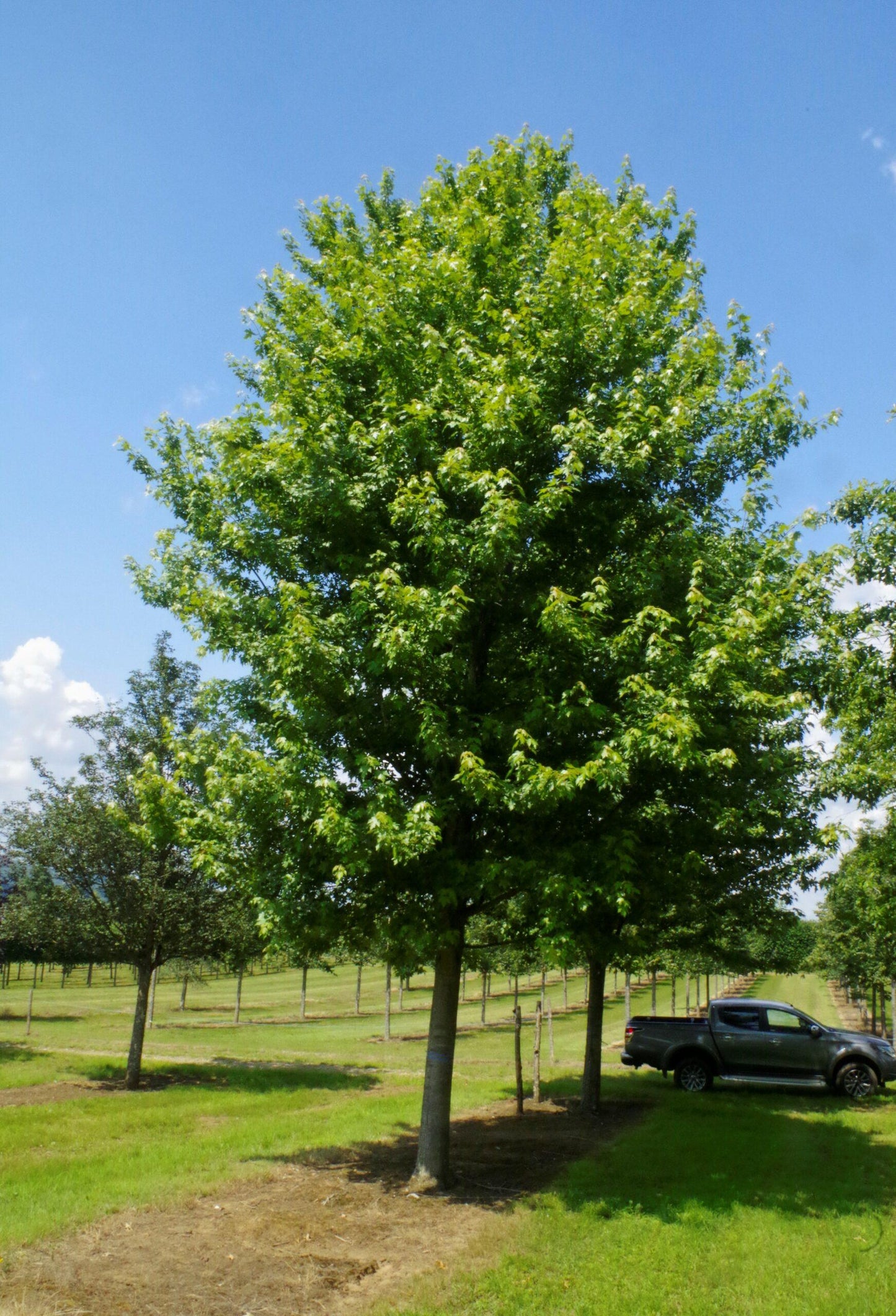 Acer X Freemanii 'autumn Blaze' - View 15 from www redcrocus com