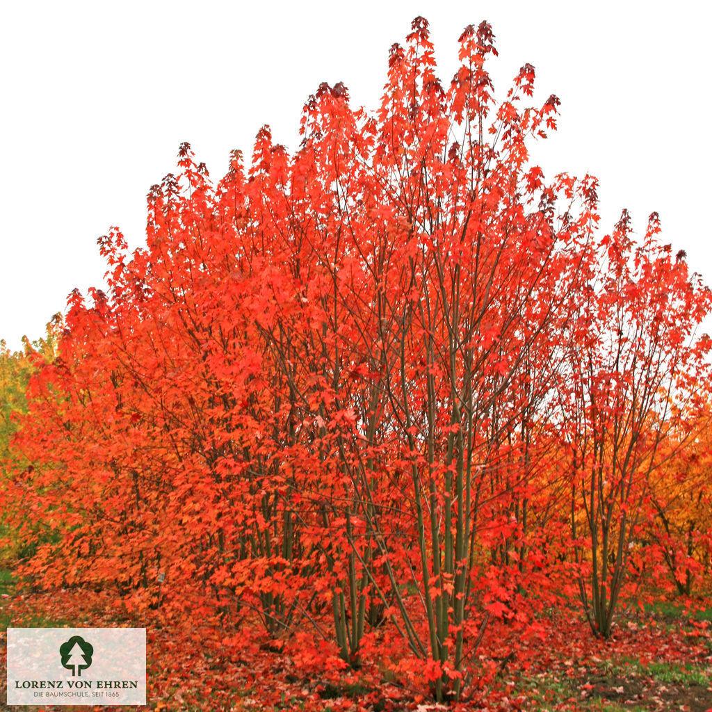 Acer X Freemanii 'autumn Blaze' - View 17 from www redcrocus com