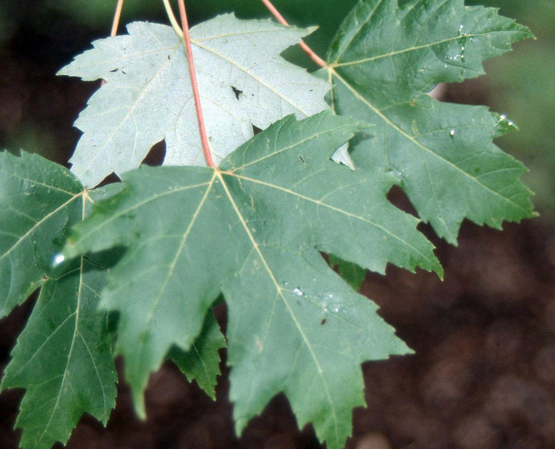 Acer X Freemanii 'autumn Blaze' - View 19 from www redcrocus com