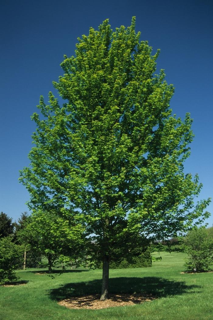 Acer X Freemanii 'autumn Blaze' - View 20 from www redcrocus com