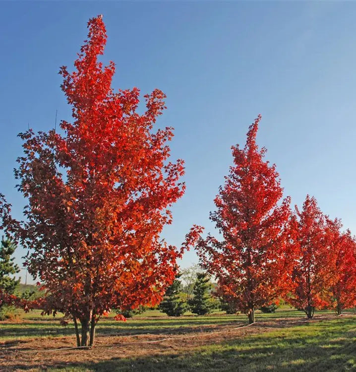Acer X Freemanii 'autumn Blaze' - View 21 from www redcrocus com