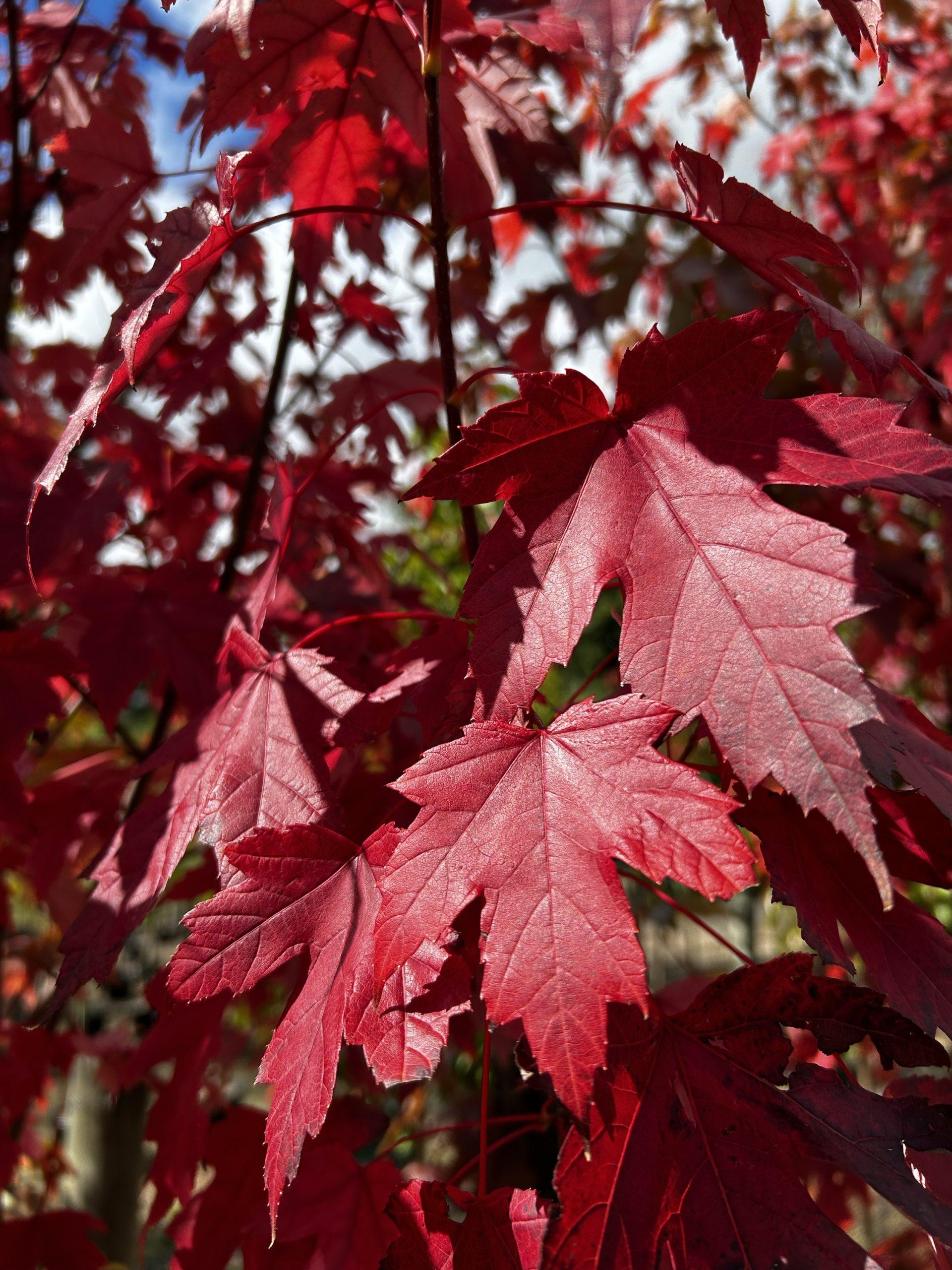 Acer X Freemanii 'autumn Blaze' - View 22 from www redcrocus com
