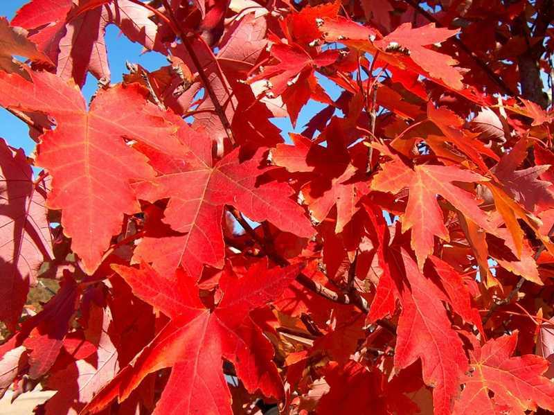 Acer X Freemanii 'autumn Blaze' - View 23 from www redcrocus com