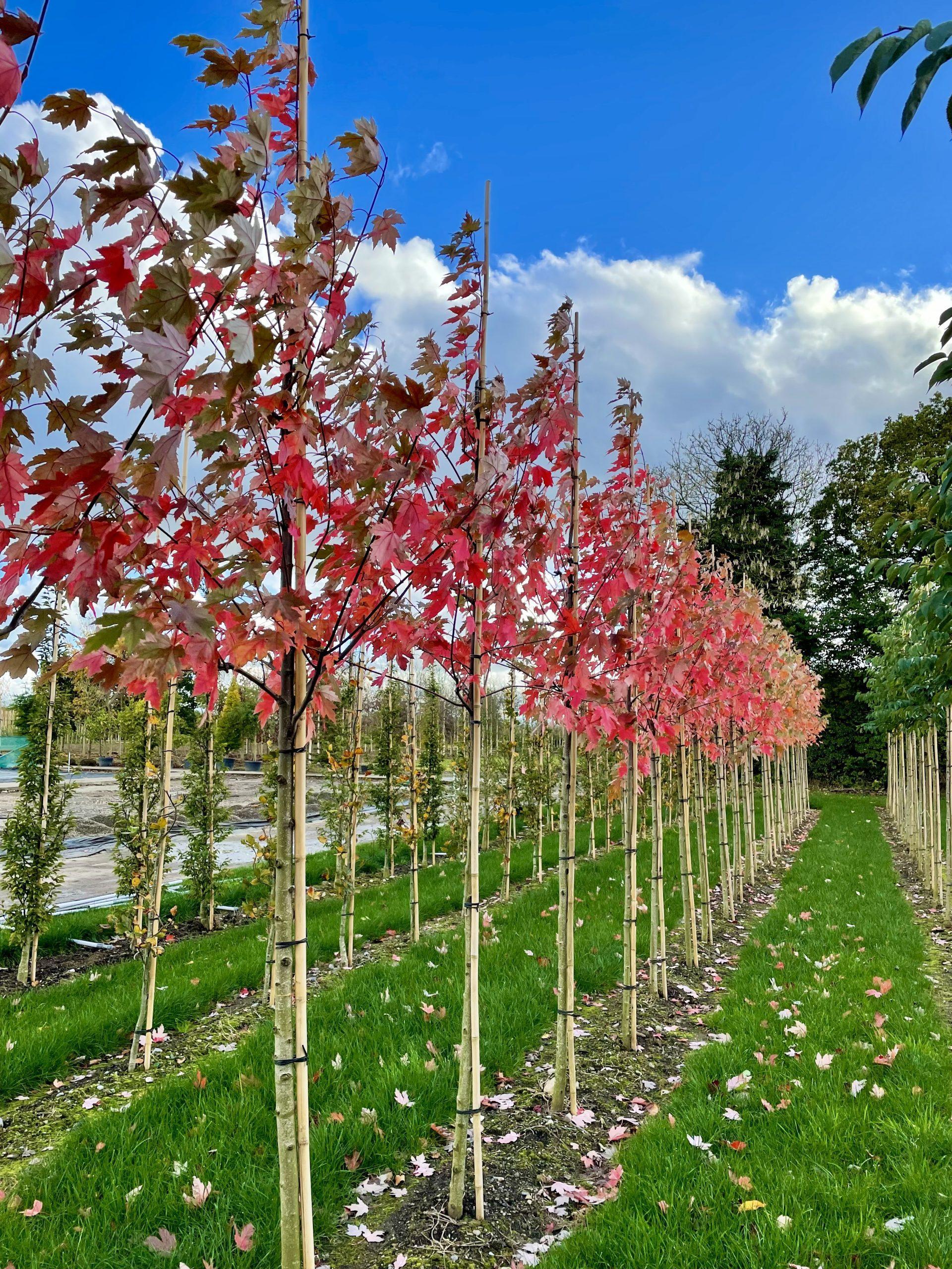 Acer X Freemanii 'autumn Blaze' - View 24 from www redcrocus com