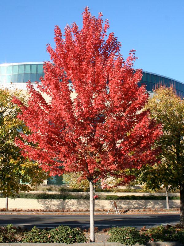 Acer X Freemanii 'autumn Blaze' - View 25 from www redcrocus com