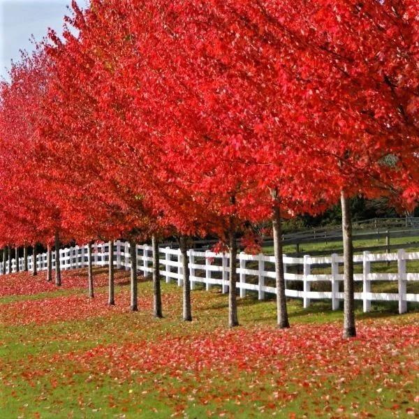 Acer X Freemanii 'autumn Blaze' - View 26 from www redcrocus com