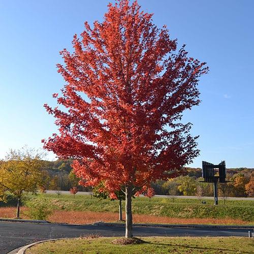 Acer X Freemanii 'autumn Blaze' - View 2 from www redcrocus com