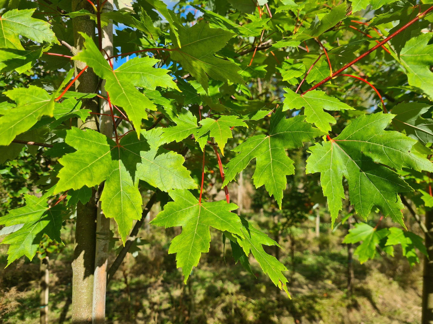 Acer X Freemanii 'autumn Blaze' - View 30 from www redcrocus com