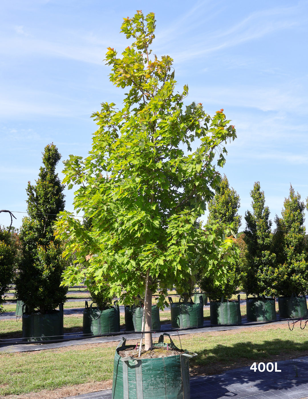 Acer X Freemanii 'autumn Blaze' - View 31 from www redcrocus com