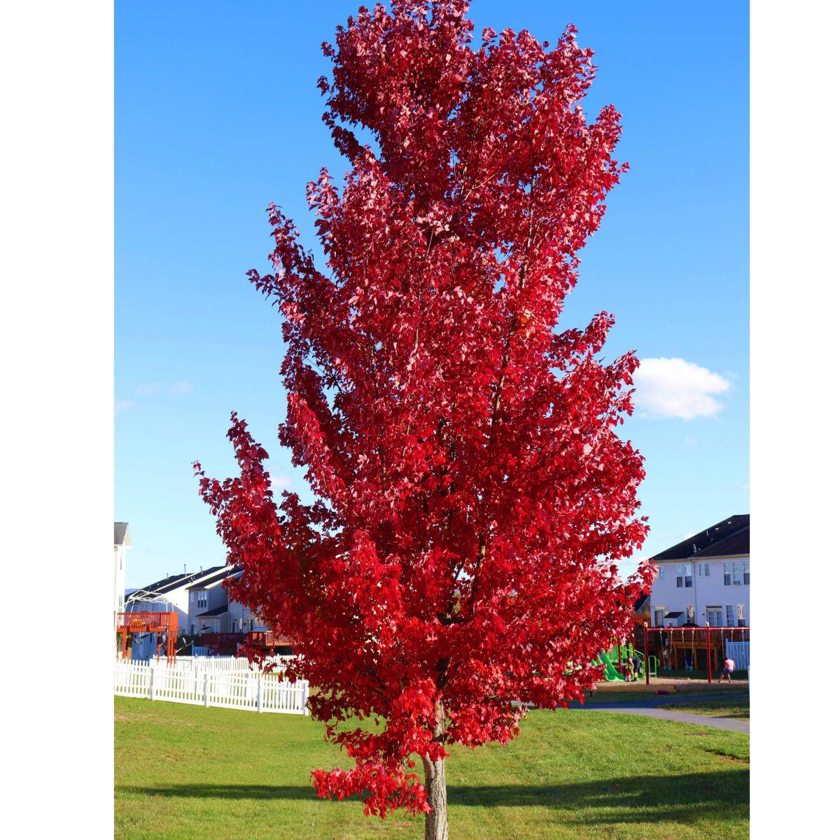 Acer X Freemanii 'autumn Blaze' - View 33 from www redcrocus com
