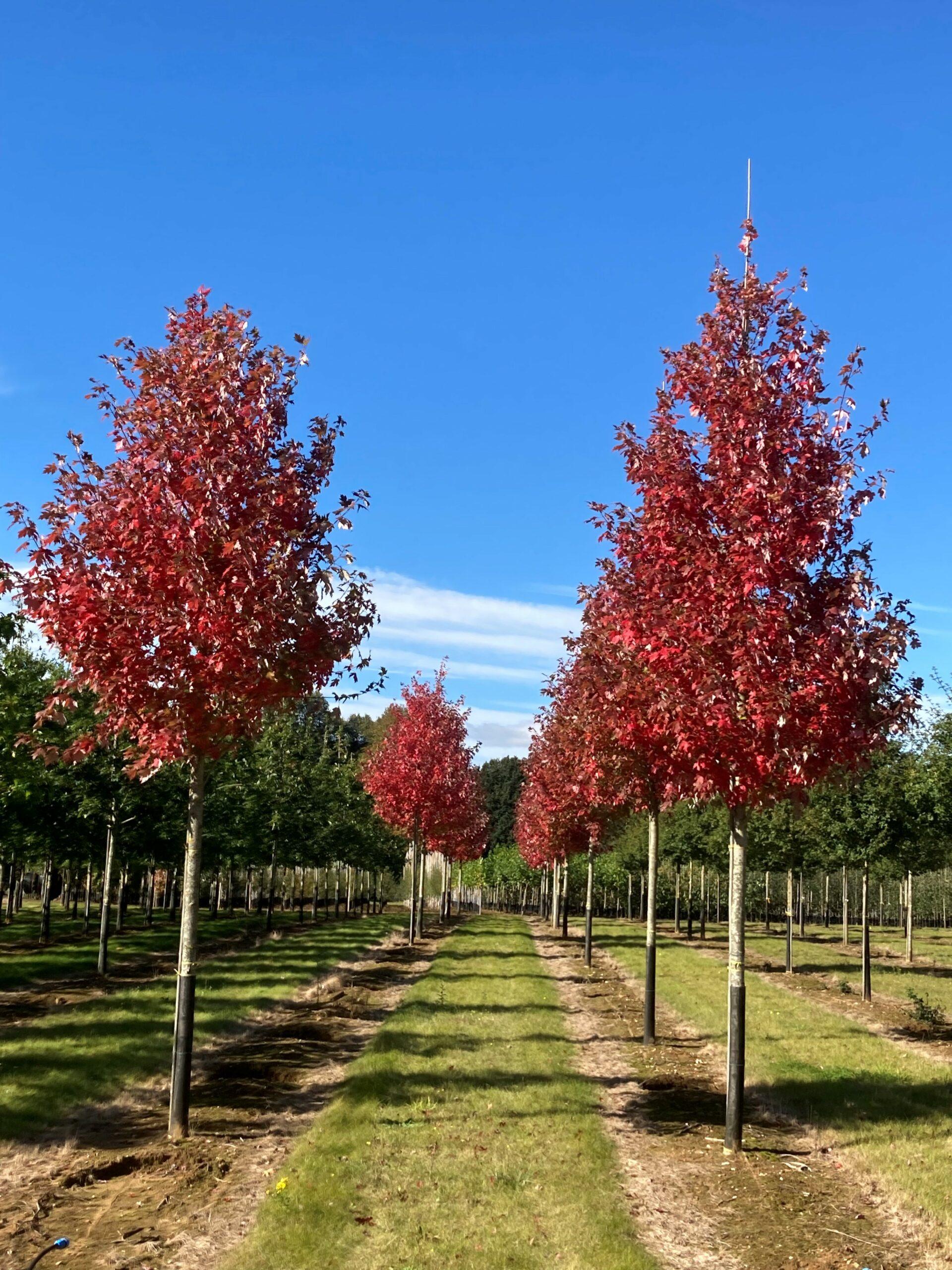 Acer X Freemanii 'autumn Blaze' - View 34 from www redcrocus com
