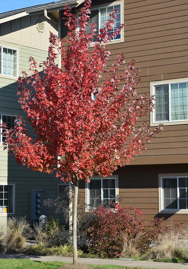 Acer X Freemanii 'autumn Blaze' - View 39 from www redcrocus com