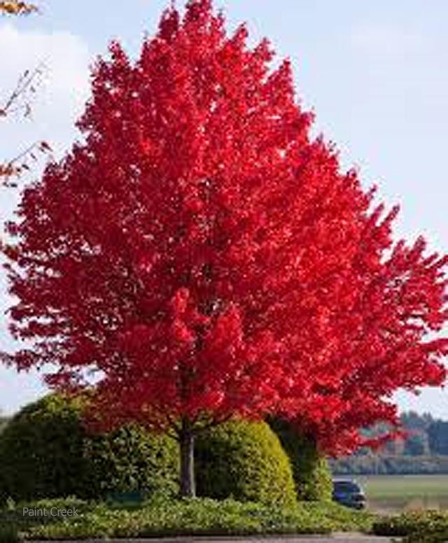 Acer X Freemanii 'autumn Blaze' - View 4 from www redcrocus com