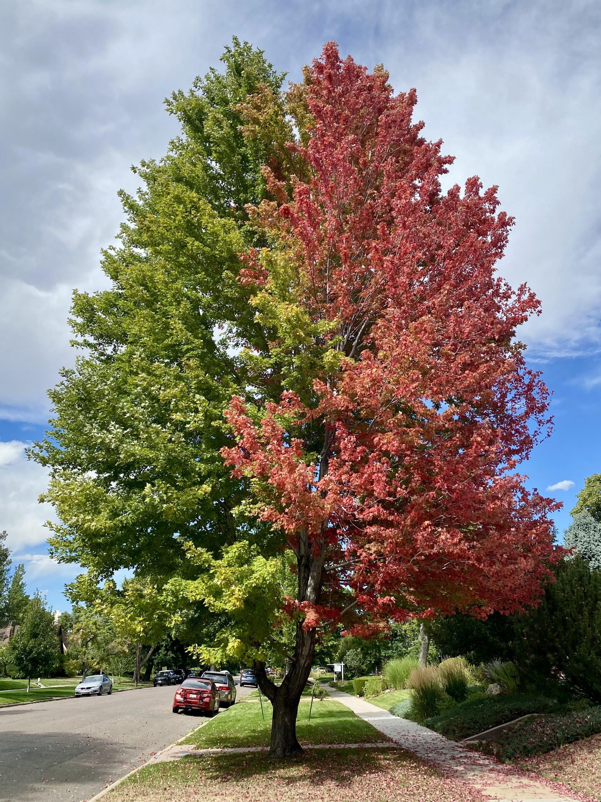 Acer X Freemanii 'autumn Blaze' - View 6 from www redcrocus com