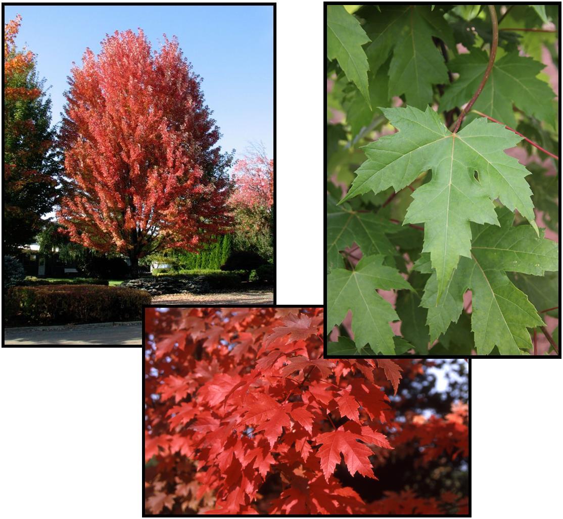 Acer X Freemanii 'autumn Blaze' - View 8 from www redcrocus com