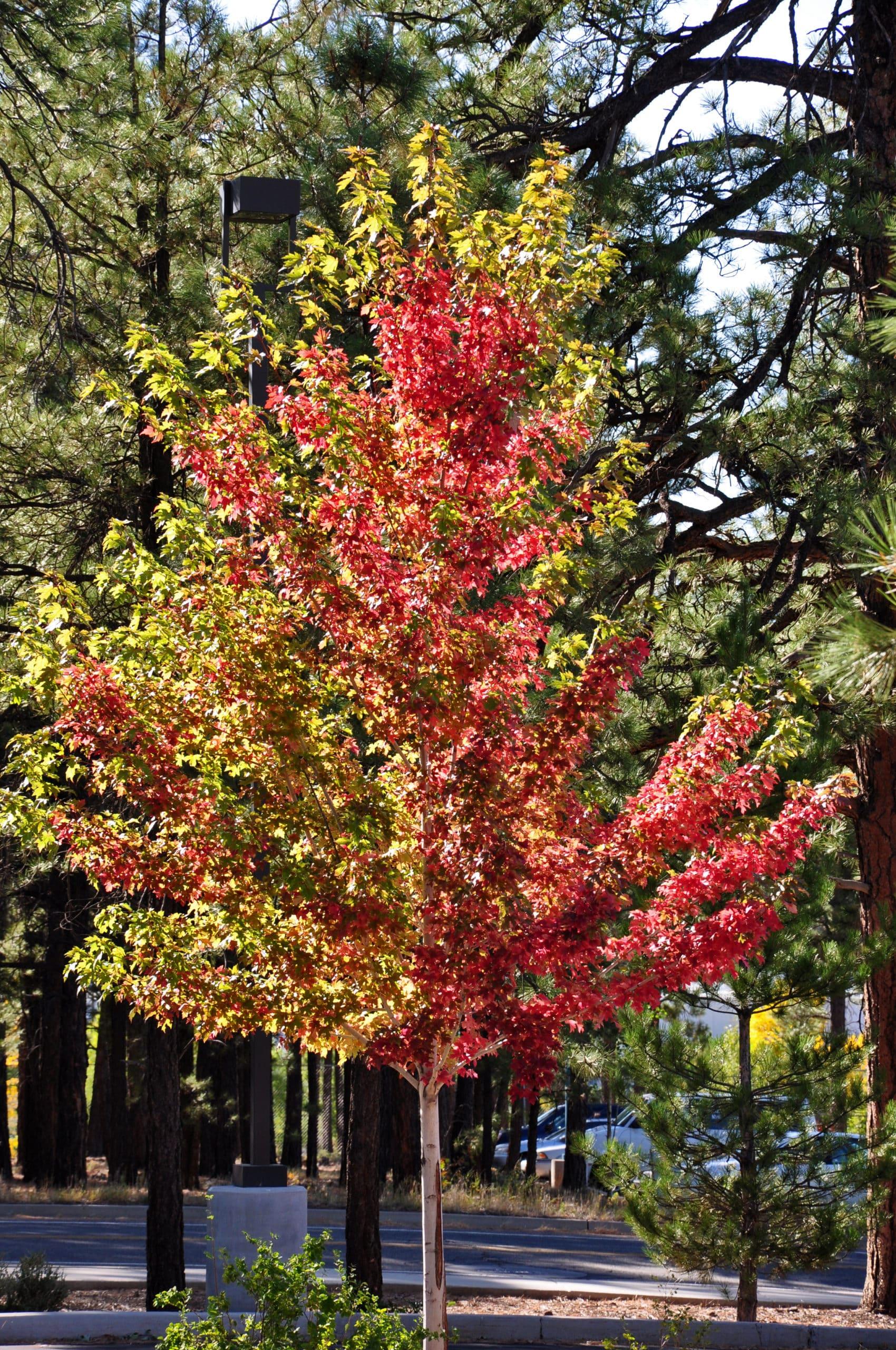 Acer X Freemanii 'autumn Blaze' - View 9 from www redcrocus com