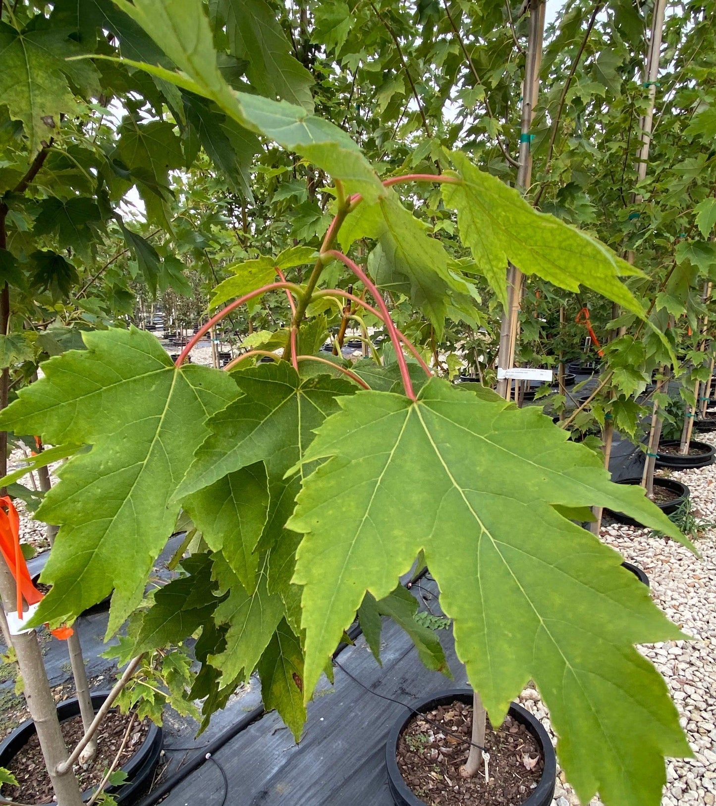 Acer Rubrum Armstrong - View 12 from www redcrocus com