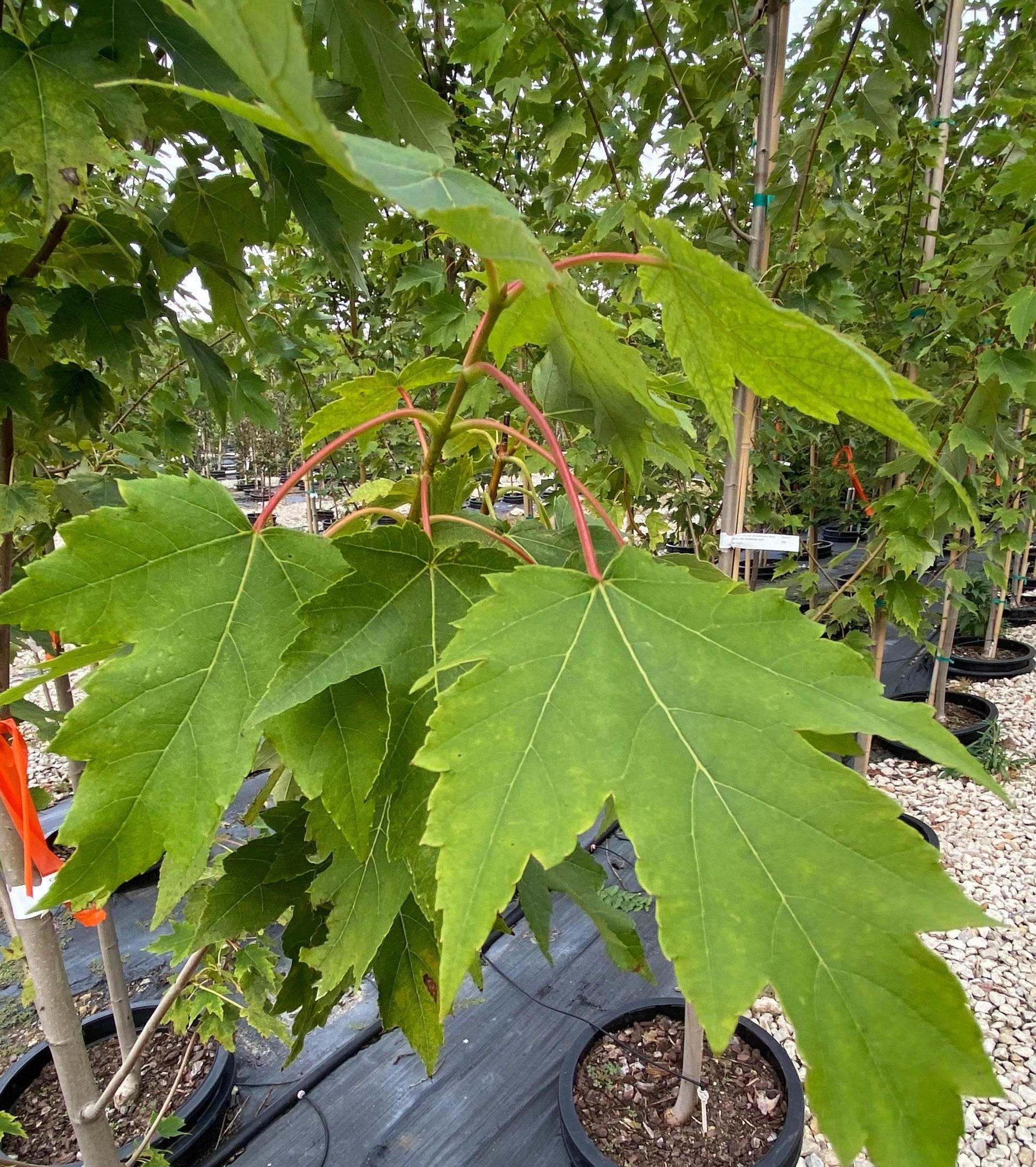 Acer Rubrum Armstrong - View 12 from www redcrocus com