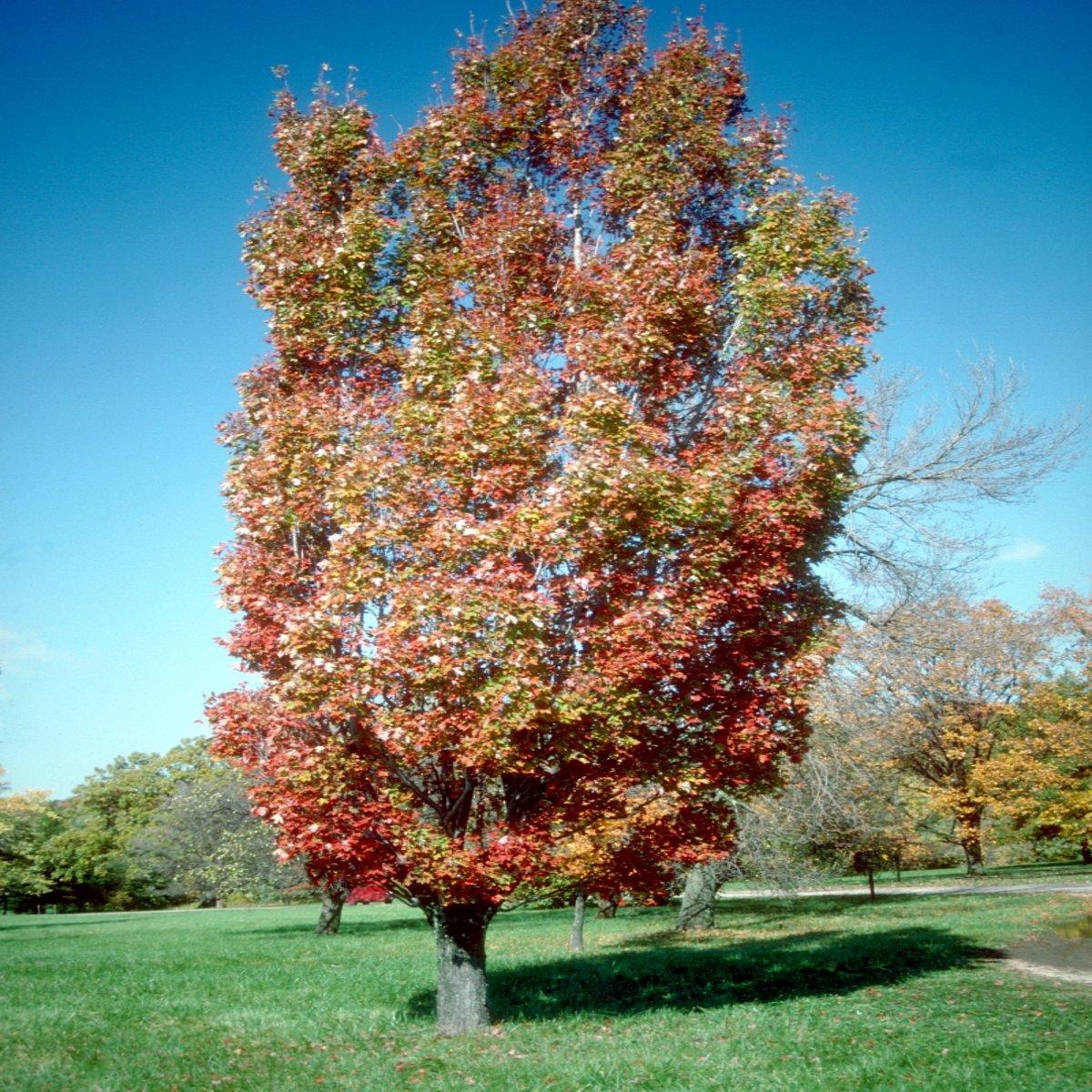 Acer Rubrum Armstrong - View 13 from www redcrocus com