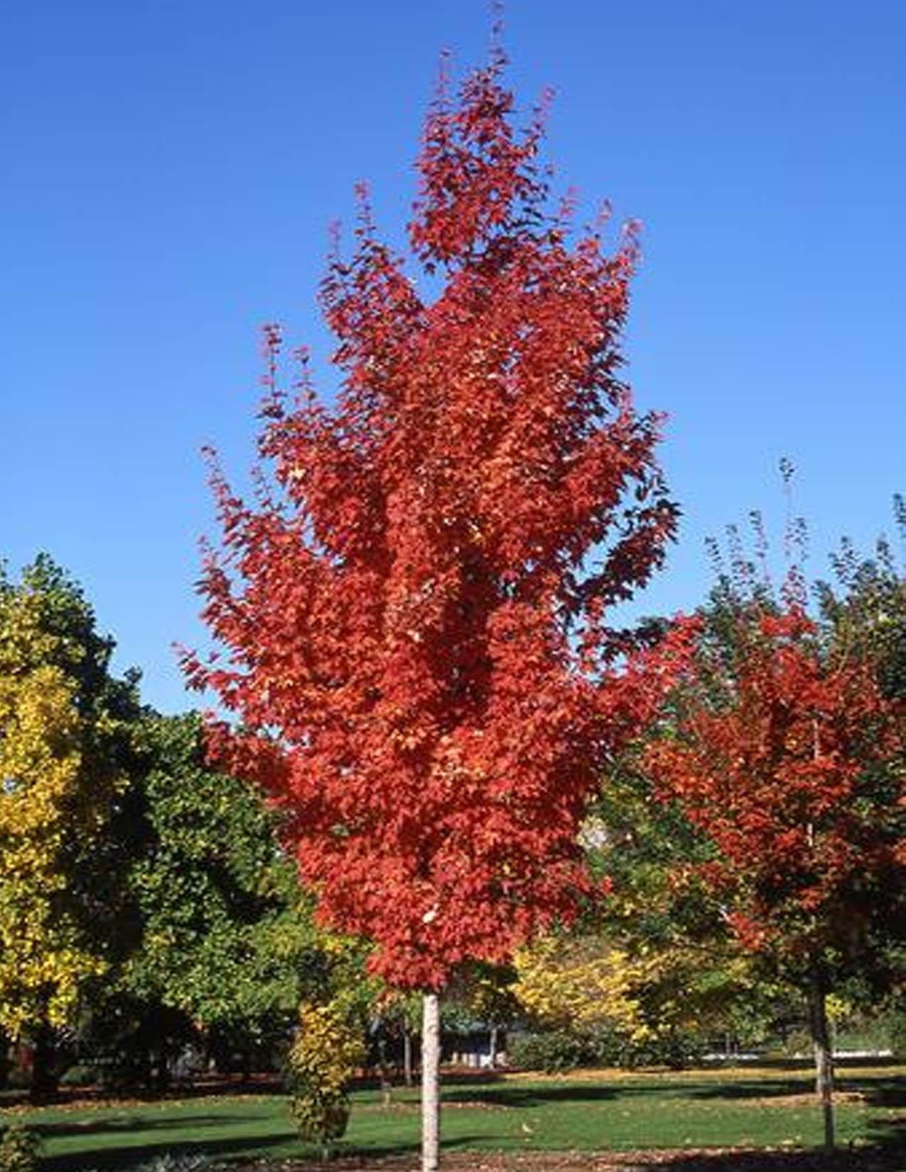 Acer Rubrum Armstrong - View 3 from www redcrocus com