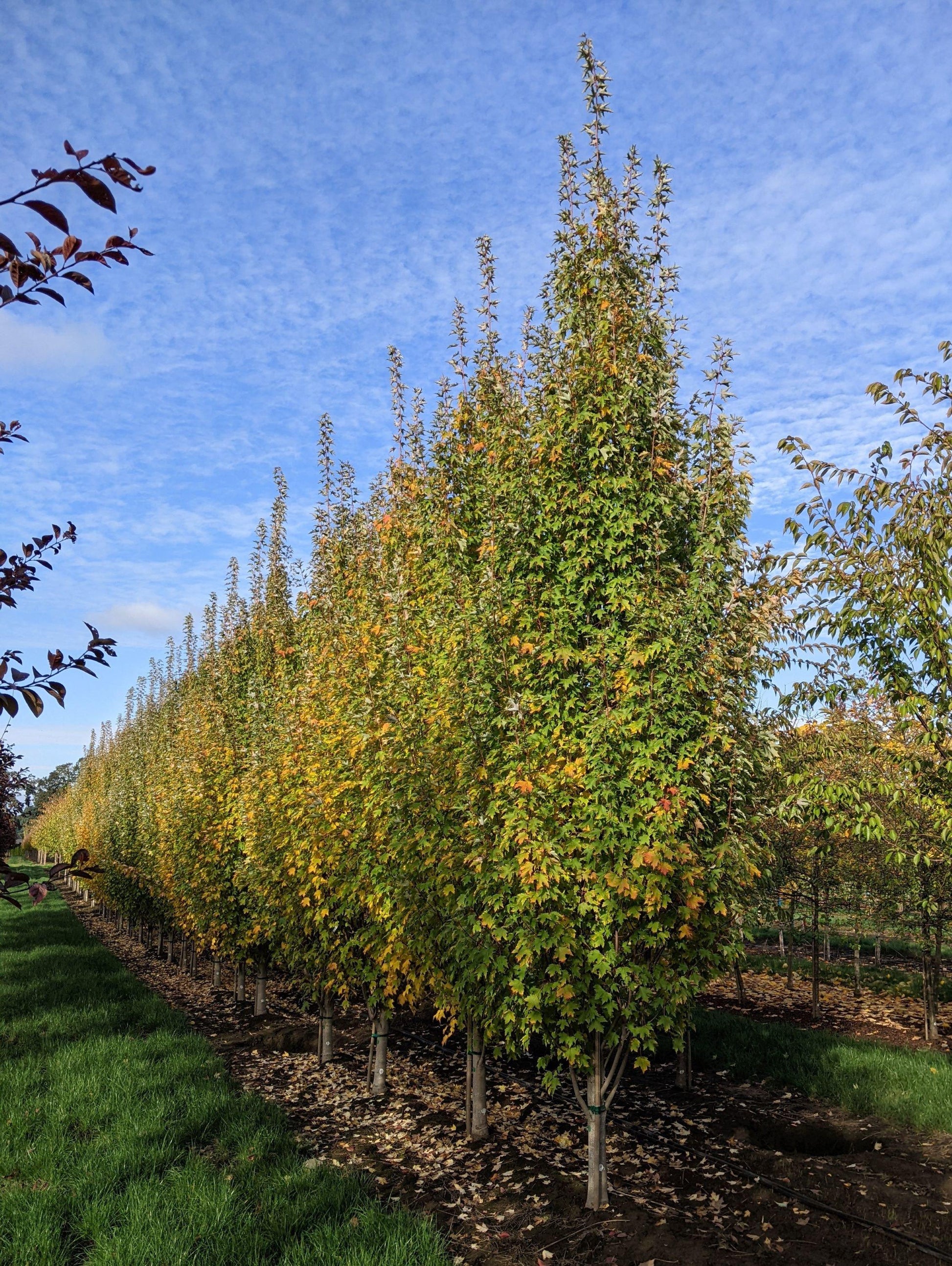 Acer Rubrum Armstrong - View 6 from www redcrocus com