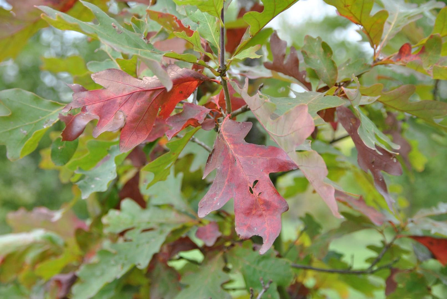 Quercus Alba - View 12 from www redcrocus com