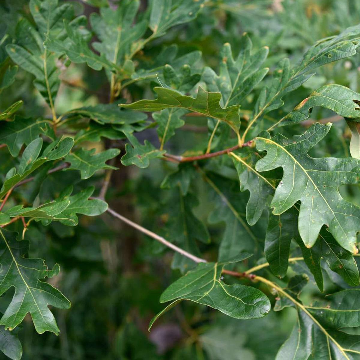 Quercus Alba - View 15 from www redcrocus com