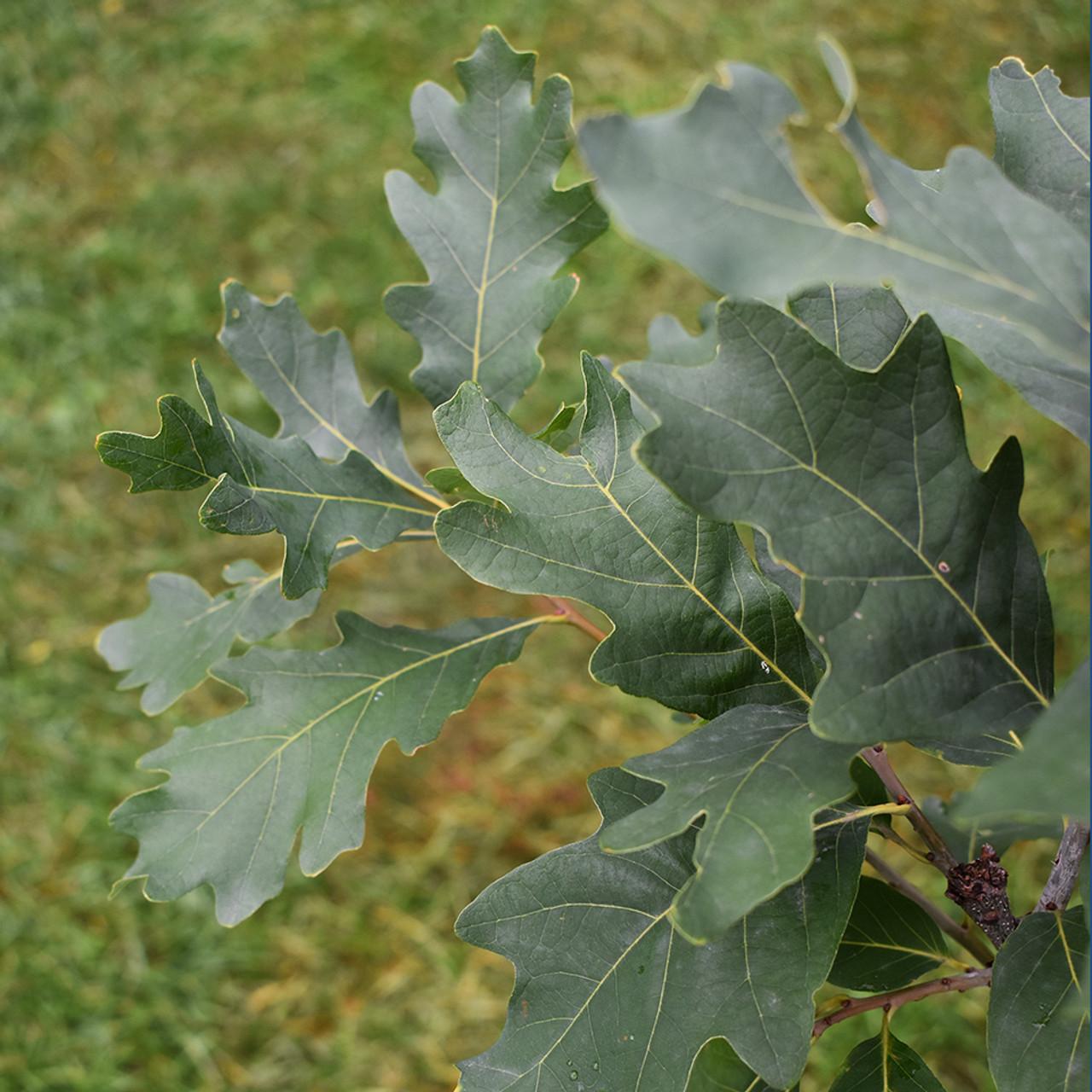 Quercus Alba - View 16 from www redcrocus com