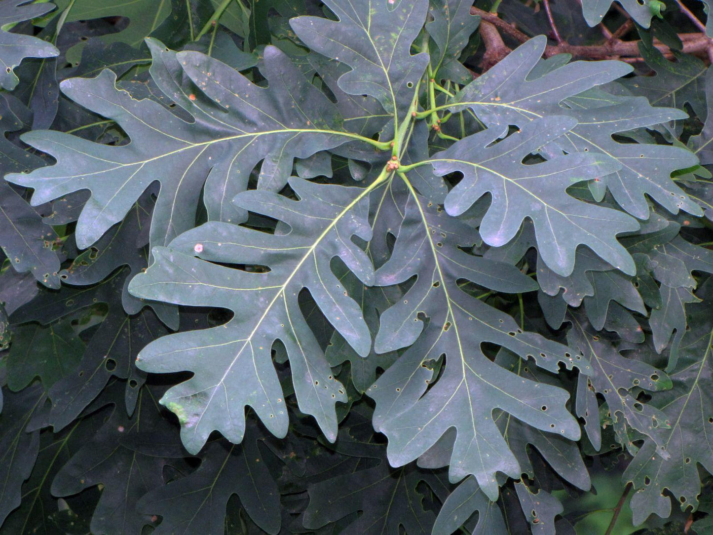 Quercus Alba - View 17 from www redcrocus com