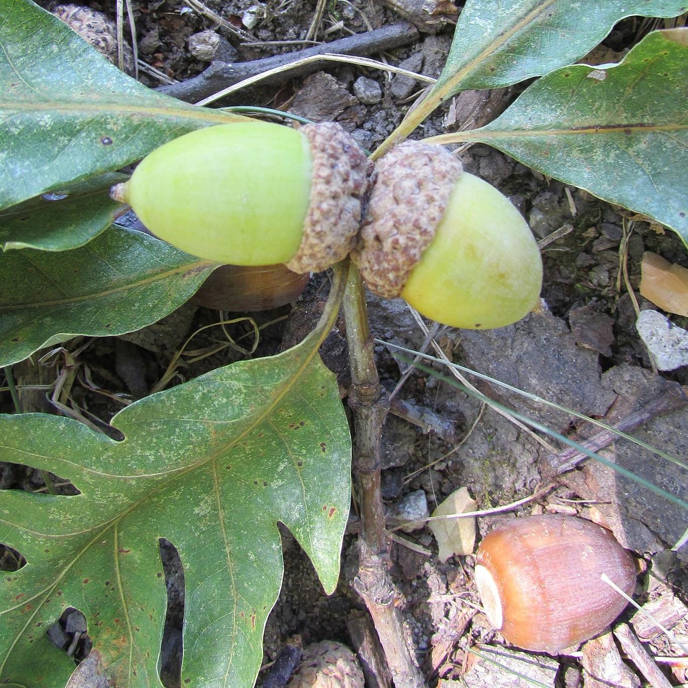 Quercus Alba - View 19 from www redcrocus com