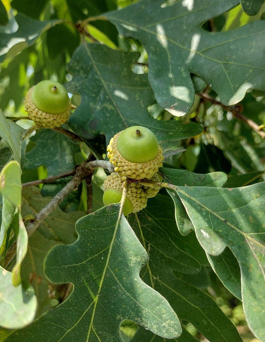 Quercus Alba - View 1 from www redcrocus com