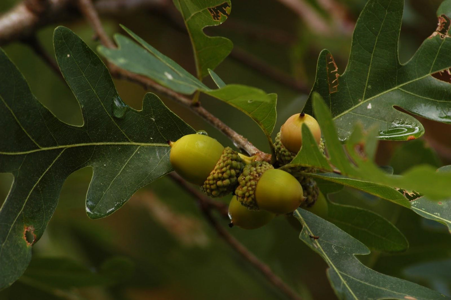 Quercus Alba - View 20 from www redcrocus com