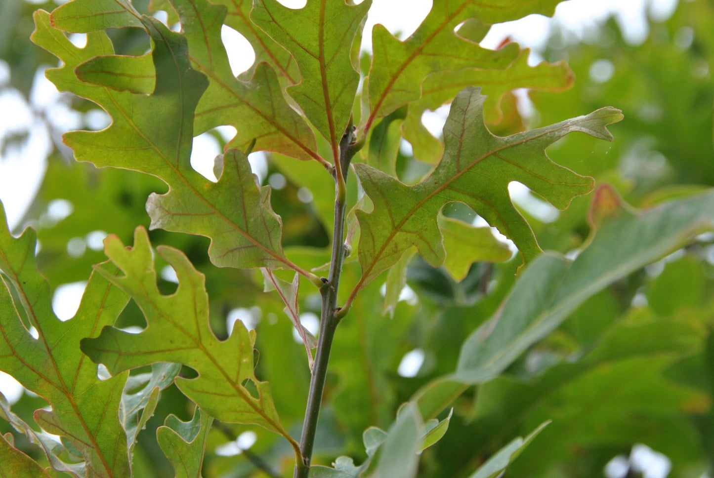 Quercus Alba - View 3 from www redcrocus com