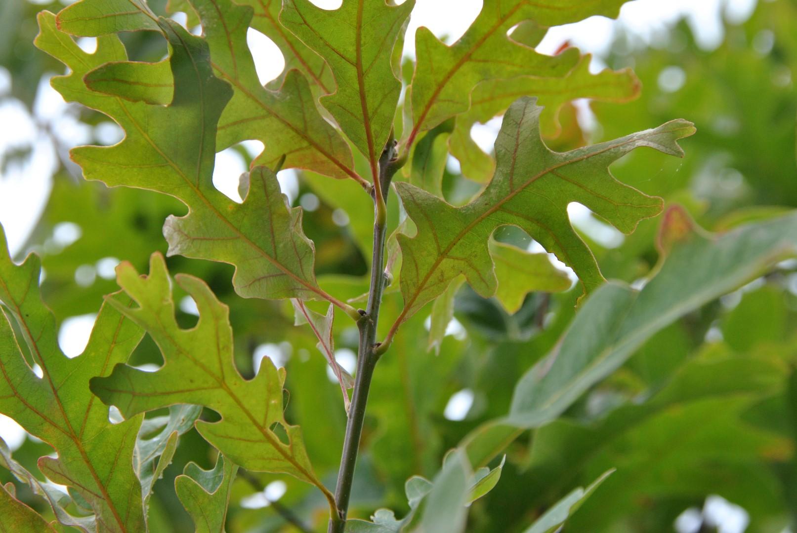 Quercus Alba - View 3 from www redcrocus com