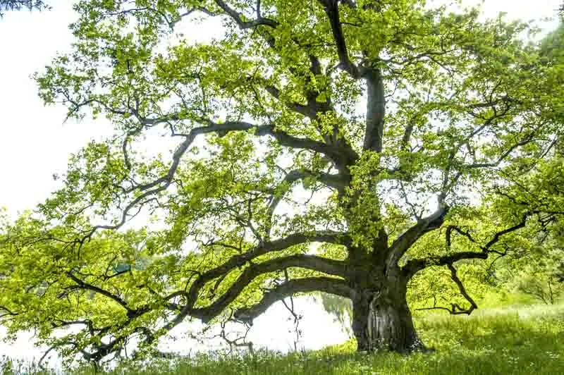 Quercus Alba - View 7 from www redcrocus com