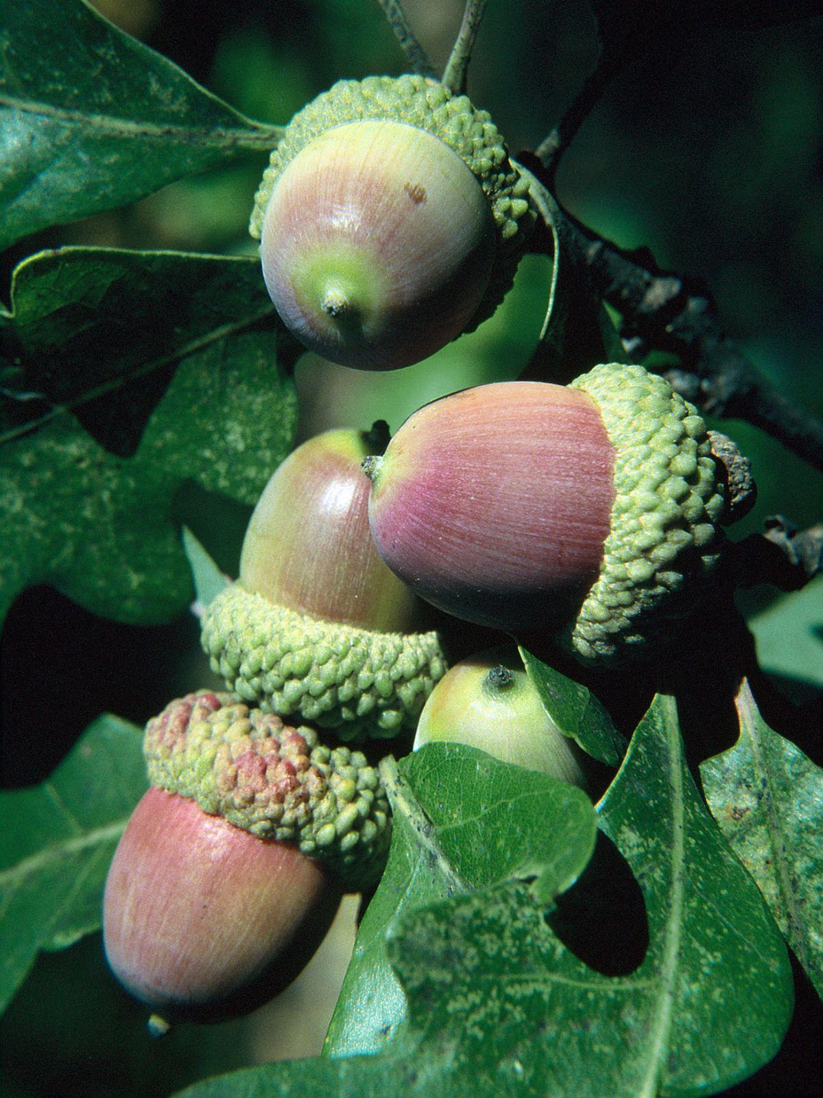 Quercus Alba - View 8 from www redcrocus com