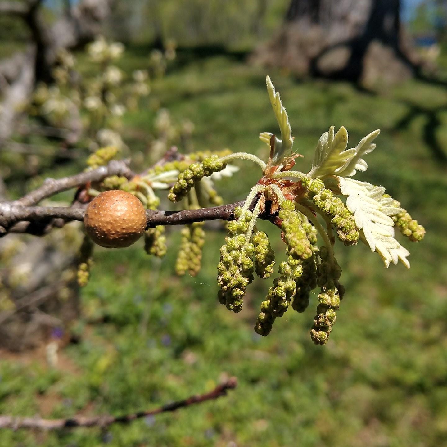 Quercus Alba - View 9 from www redcrocus com