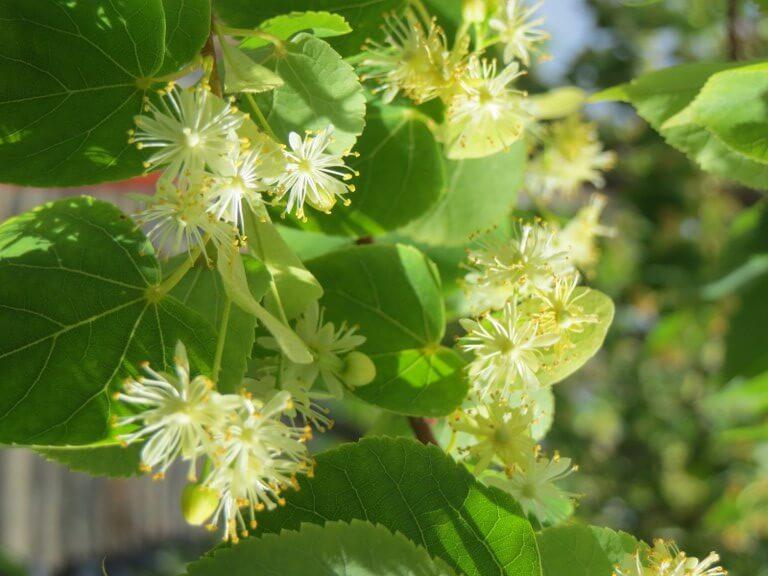 Tilia Cordata 'greenspire' - View 10 from www redcrocus com
