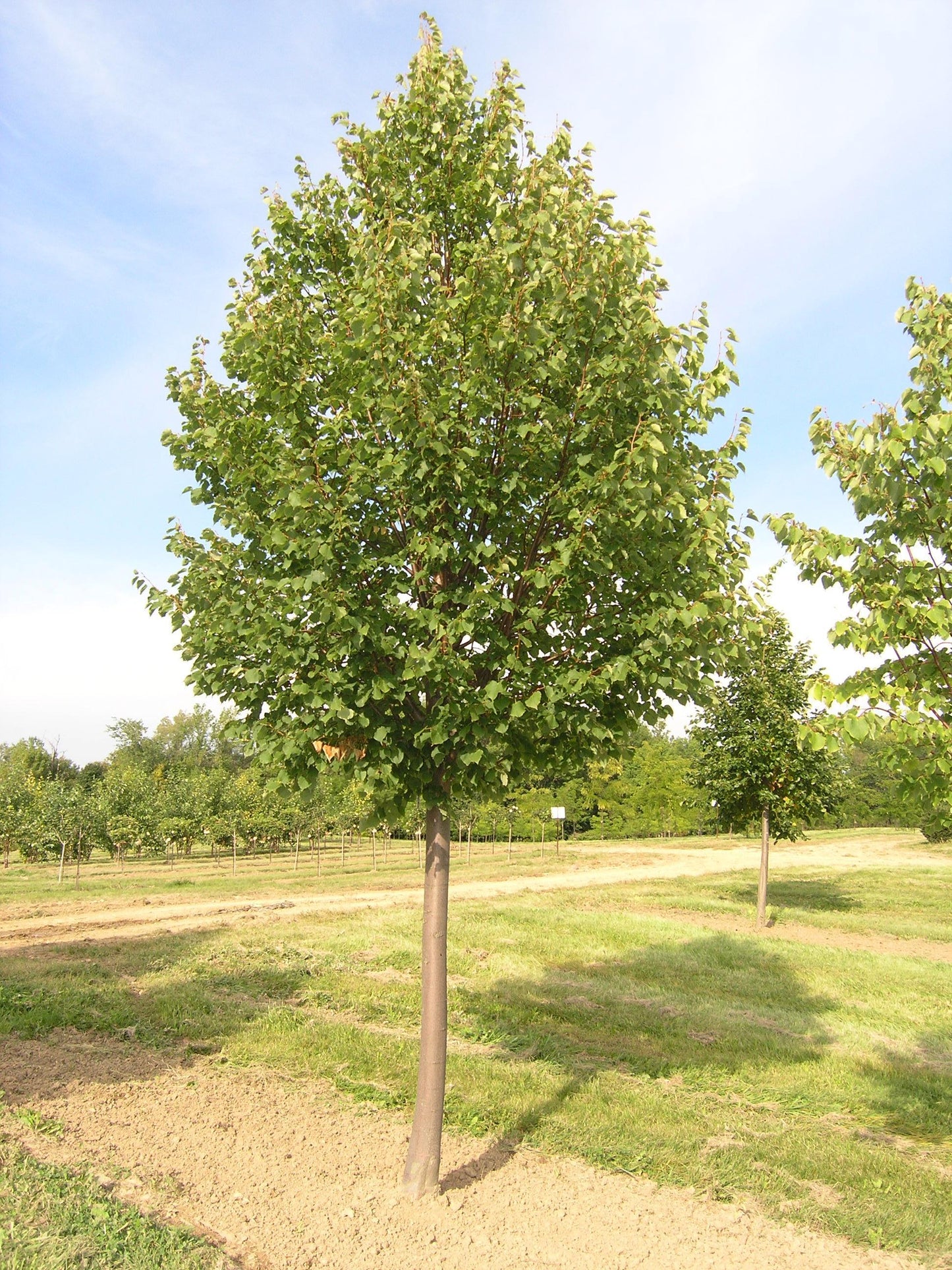 Tilia Cordata 'greenspire' - View 11 from www redcrocus com