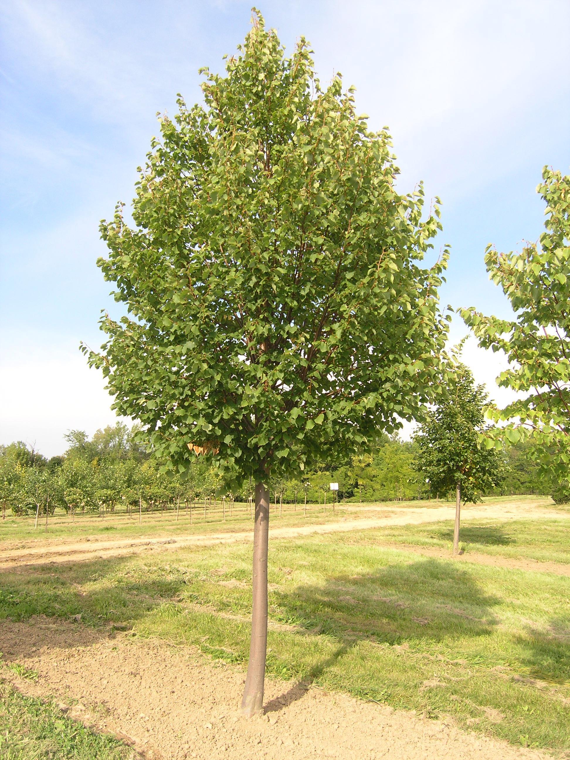 Tilia Cordata 'greenspire' - View 11 from www redcrocus com
