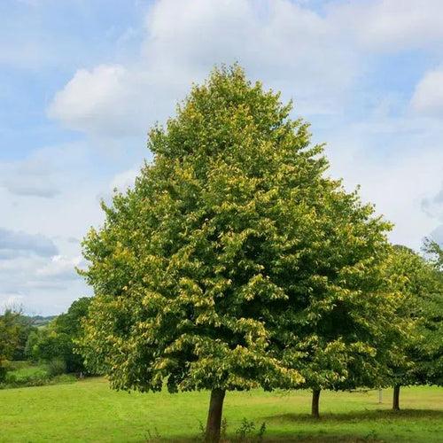 Tilia Cordata 'greenspire' - View 13 from www redcrocus com